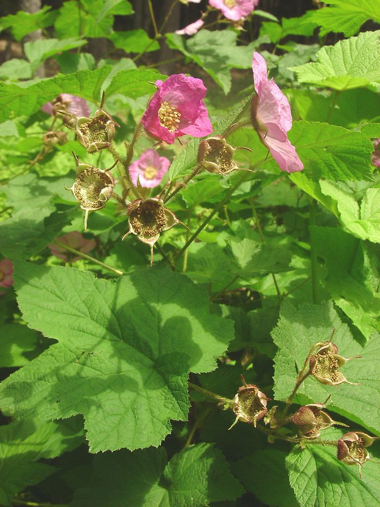 Rubus odoratus Rubus odoratus flowering raspberry Go Botany
