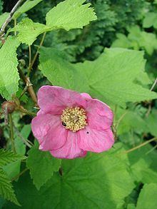 Rubus odoratus httpsuploadwikimediaorgwikipediacommonsthu