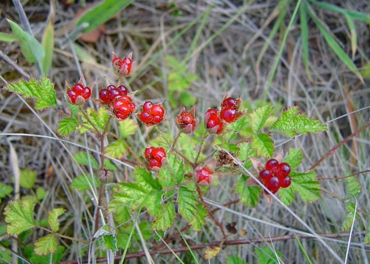 Rubus parvifolius httpsuploadwikimediaorgwikipediacommonsbb