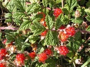 Rubus parvifolius Key to Tasmanian Dicots