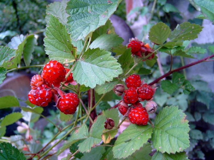 Rubus parvifolius Native Raspberry