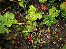 Rubus pedatus httpsuploadwikimediaorgwikipediacommonsthu