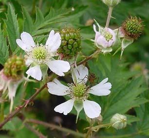 Rubus pensilvanicus WikijuniorSummer Flowers of Northern New EnglandRubus