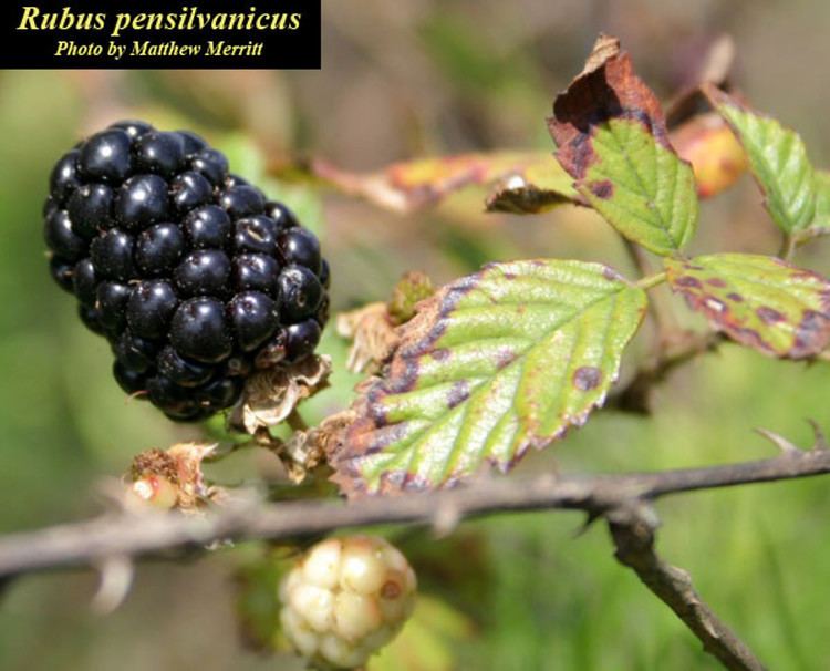 Rubus pensilvanicus Rubus pensilvanicus Pennsylvania blackberry Go Botany