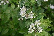 Rubus pensilvanicus httpsuploadwikimediaorgwikipediacommonsthu