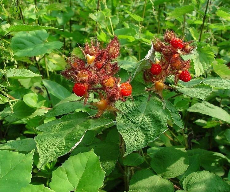 Rubus phoenicolasius Rubus phoenicolasius wine raspberry Go Botany