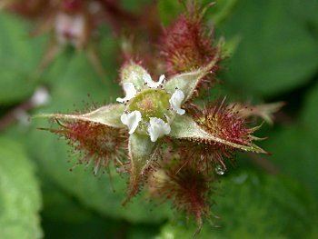 Rubus phoenicolasius Rubus phoenicolasius