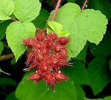 Rubus phoenicolasius httpsuploadwikimediaorgwikipediacommonsthu