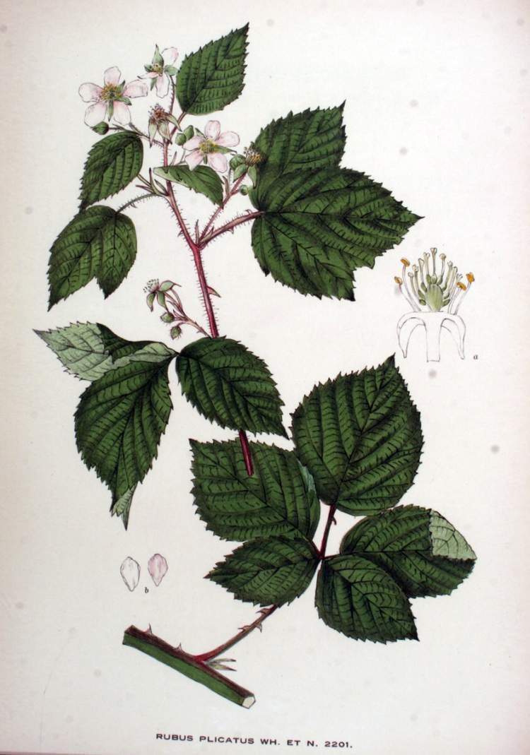 Rubus plicatus Rubus plicatus Specie della flora italiana
