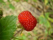 Rubus probus httpsuploadwikimediaorgwikipediacommonsthu