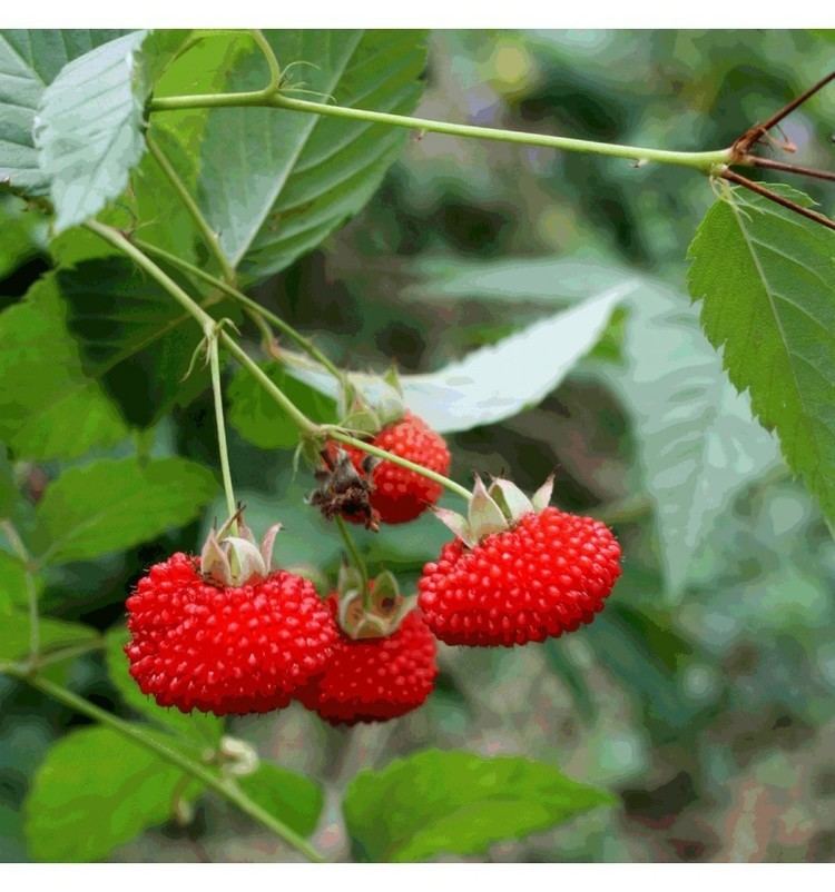 Rubus probus Buy Atherton Raspberry Rubus probus Online Plant Nursery