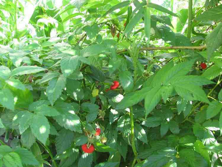 Rubus probus Buy Atherton Raspberry Plant Rubus fraxinifolius