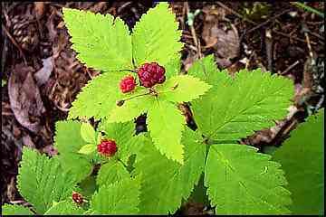 Rubus pubescens Dewberry Rubus pubescens