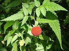 Rubus rosifolius httpsuploadwikimediaorgwikipediacommonsthu