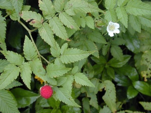 Rubus rosifolius GISD