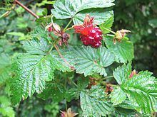 Rubus spectabilis httpsuploadwikimediaorgwikipediacommonsthu