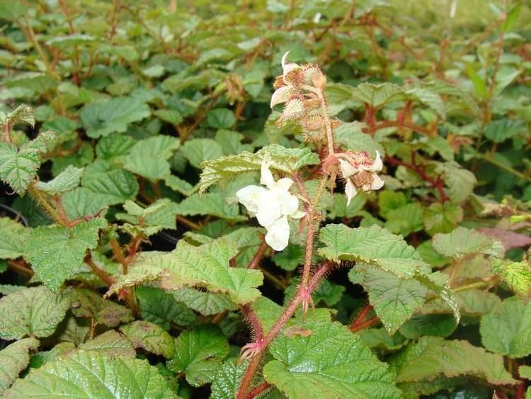Rubus tricolor RUBUS 39Tricolor39 Ronce d39ornement persistante Arbuste