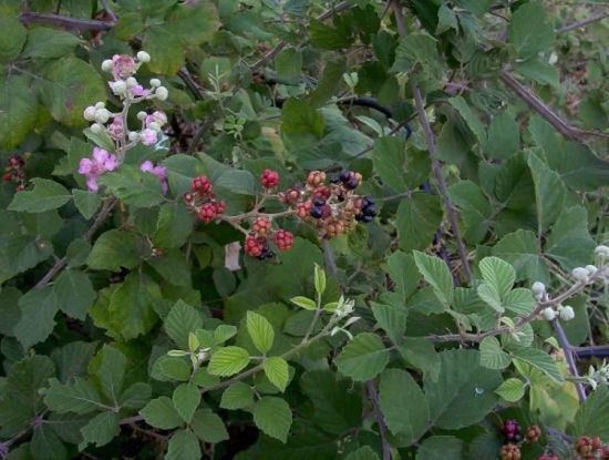 Rubus ulmifolius Rubus ulmifolius Rovo con foglie di olmo