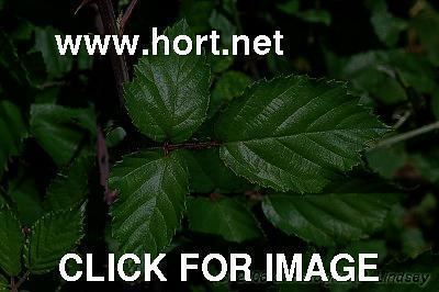 Rubus ulmifolius Rubus ulmifolius leaves 1 of 1 hortnet photo gallery