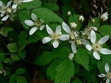 Rubus ursinus httpsuploadwikimediaorgwikipediacommonsthu