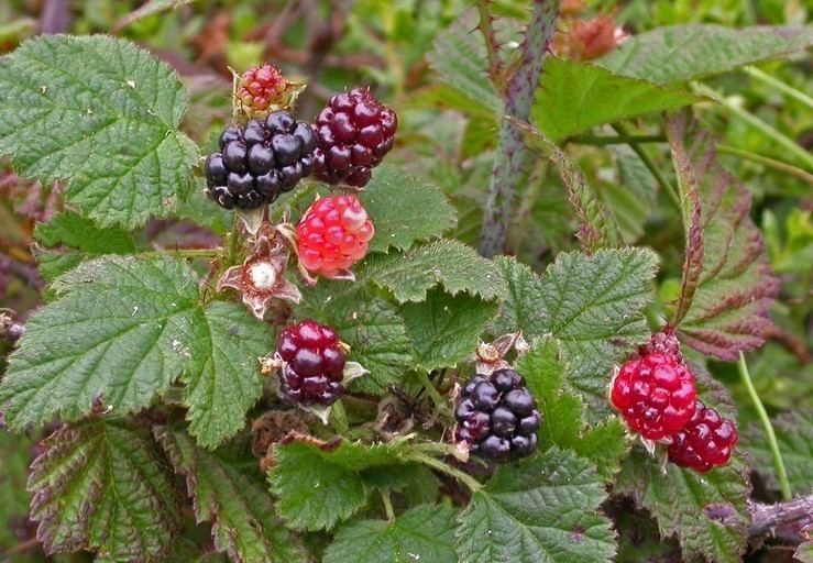 Rubus ursinus CalPhotos Rubus ursinus California Blackberry