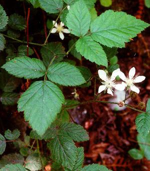 Rubus ursinus Rubus ursinus