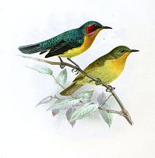 Ruby-cheeked sunbird httpsuploadwikimediaorgwikipediacommonsthu