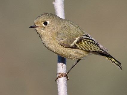 Ruby-crowned kinglet Rubycrowned Kinglet Identification All About Birds Cornell Lab