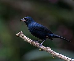 Ruby-crowned tanager httpsuploadwikimediaorgwikipediacommonsthu