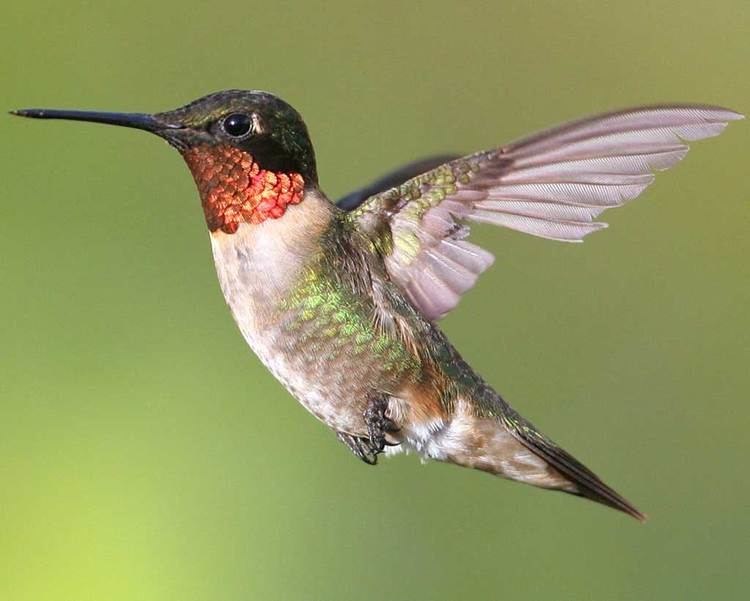 Ruby-throated hummingbird d2fbmjy3x0sduacloudfrontnetsitesdefaultfiles