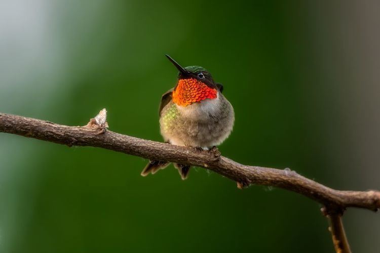 Ruby-throated hummingbird RubyThroated Hummingbirds RubyThroated Hummingbird Pictures Ruby