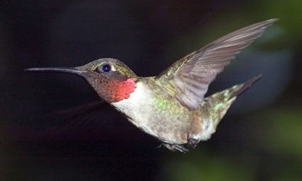 Ruby-throated hummingbird Rubythroated Hummingbird Identification All About Birds Cornell
