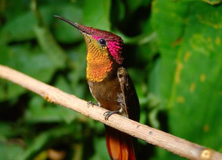 Ruby-topaz hummingbird Rubytopaz Hummingbird American Bird Conservancy