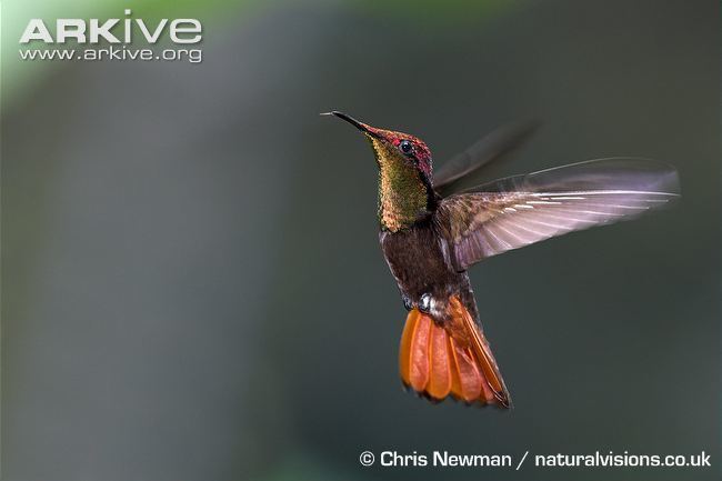Ruby-topaz hummingbird Rubytopaz hummingbird videos photos and facts Chrysolampis