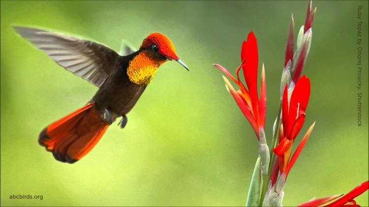 Ruby-topaz hummingbird Rubytopaz Hummingbird Calls YouTube