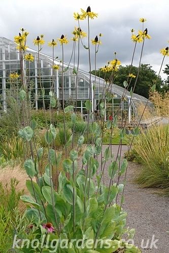 Rudbeckia maxima Rudbeckia maxima Knoll Gardens Ornamental Grasses and Flowering