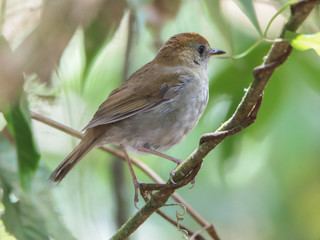 Ruddy-capped nightingale-thrush Catharus frantzii Ruddycapped NightingaleThrush Discover Life
