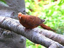 Ruddy cuckoo-dove httpsuploadwikimediaorgwikipediacommonsthu