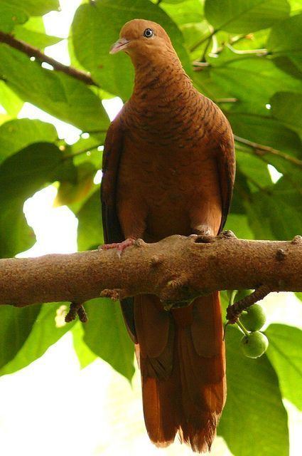 Ruddy cuckoo-dove Macropygia emiliana Indonesientaube Ruddy cuckoodove by Kowari