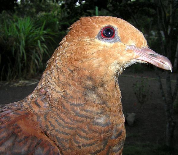 Ruddy cuckoo-dove Oriental Bird Club Image Database Ruddy Cuckoo Dove Macropygia