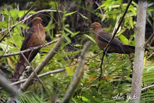 Ruddy cuckoo-dove Ruddy CuckooDove Lesser Sunda Islands Bird images from foreign