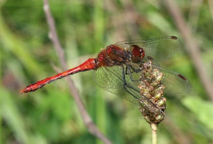 Ruddy darter Ruddy Darter Chris Brooks Photography