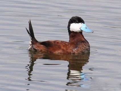 Ruddy duck Ruddy Duck Identification All About Birds Cornell Lab of Ornithology