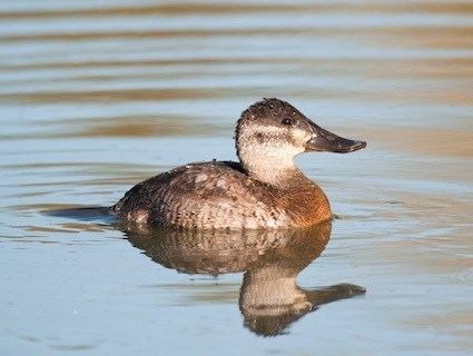 Ruddy duck httpswwwallaboutbirdsorgguidePHOTOLARGEru