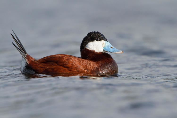 Ruddy duck Ruddy Duck Audubon Field Guide