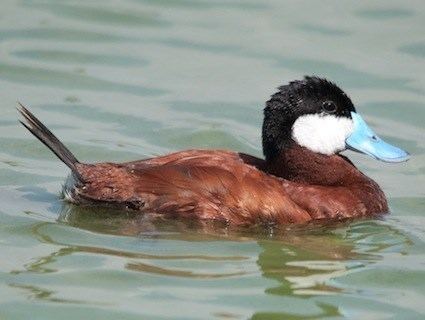Ruddy duck Ruddy Duck Identification All About Birds Cornell Lab of Ornithology