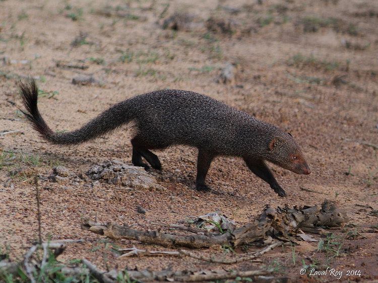 Ruddy mongoose Mangouste rousstre Herpestes smithii Ruddy Mongoose Flickr