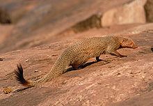 Ruddy mongoose httpsuploadwikimediaorgwikipediacommonsthu