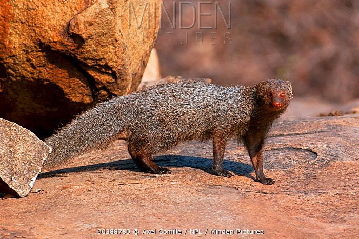 Ruddy mongoose Minden Pictures stock photos Ruddy mongoose Herpestes smithii
