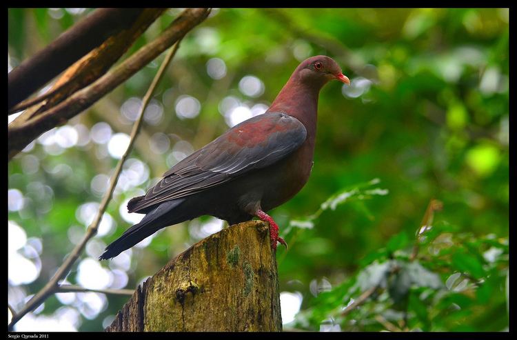 Ruddy pigeon Ruddy pigeon Patagioenas subvinacea Sergio Quesada Flickr